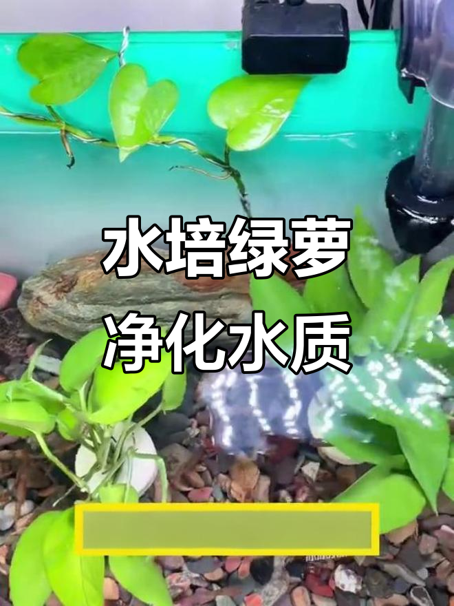 鱼缸水培绿萝，轻松减少换水频率