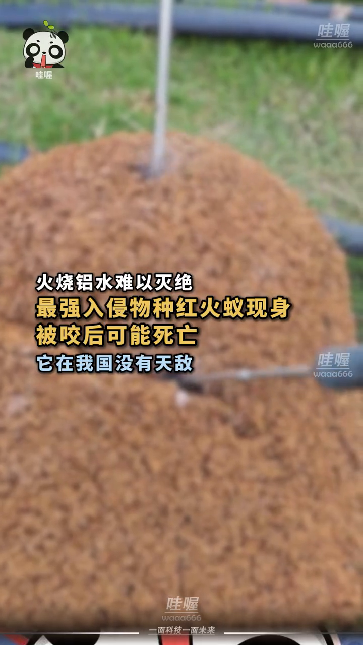 被咬可能致死!“最强入侵物种”红火蚁现身
