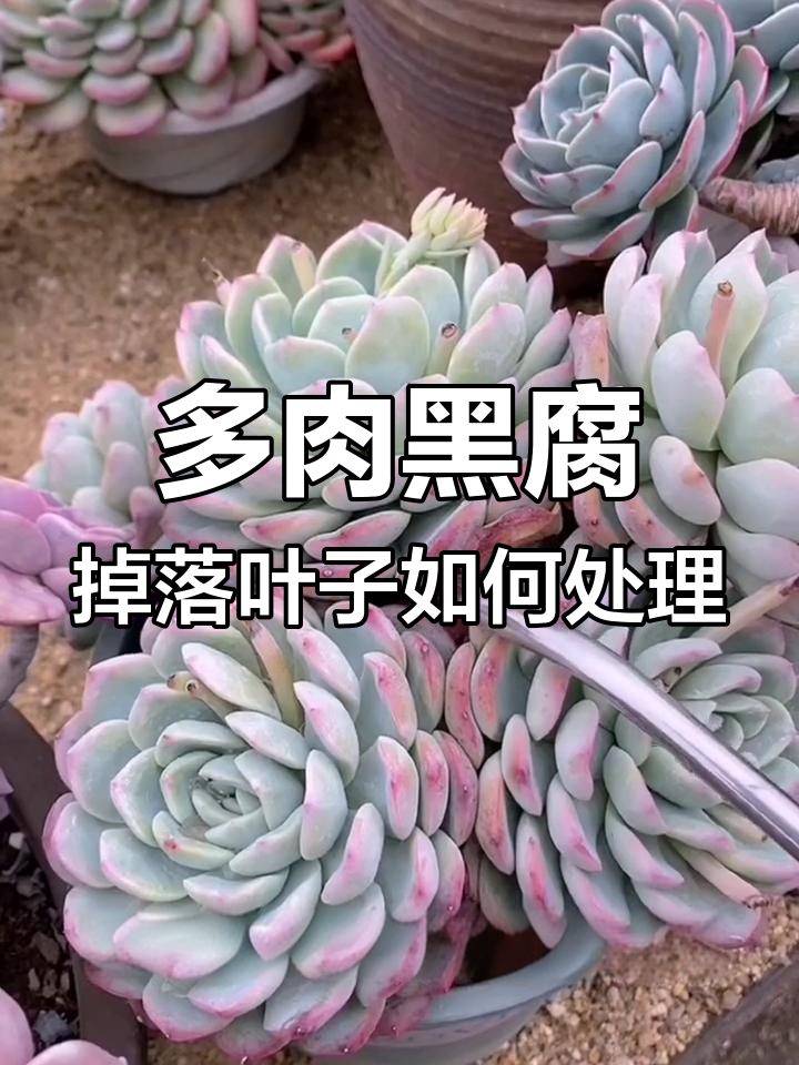 夏季多肉黑腐病高发,掉叶萎缩怎么办?教你防治方法