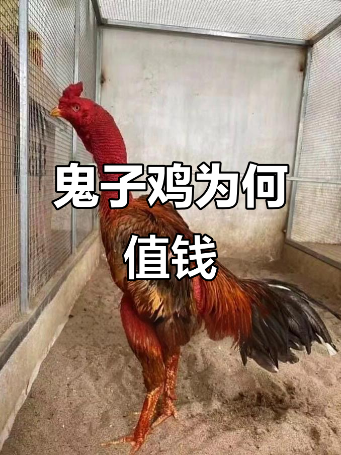 鬼子鸡凭啥贵?发育更完美,土炮难比!