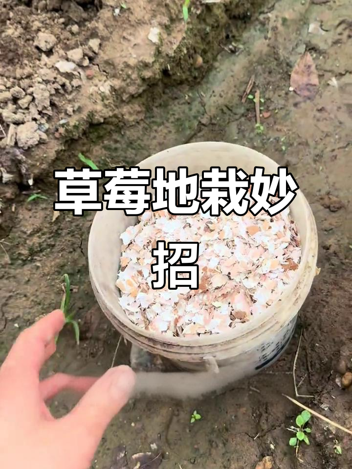 草莓种植小技巧:鸡蛋壳补钙,防止裂果