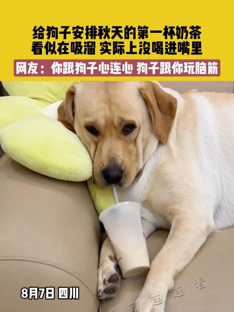 8月7日 四川,给狗子安排秋天的第一杯奶茶,看似在吸溜,实际上没喝进嘴里,网友:你跟狗子心