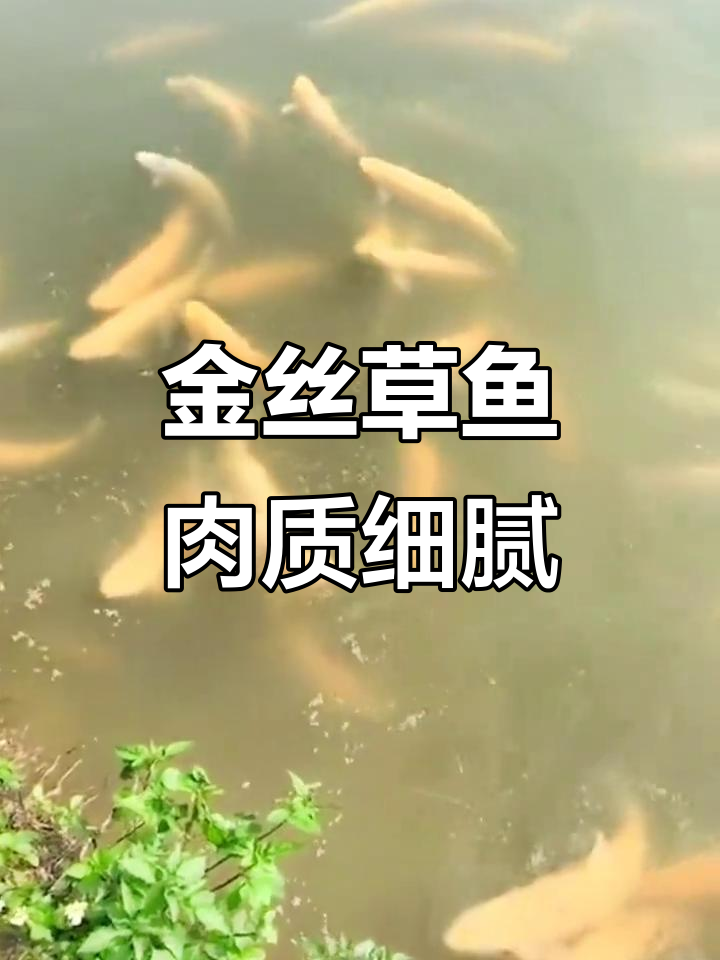 俄罗斯金丝草鱼:吃草长大,肉质鲜美可做刺身