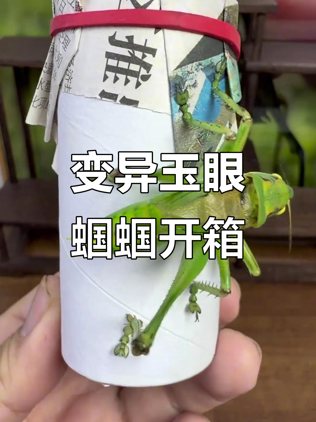 稀有变异蝈蝈,曾是珍品如今白菜价!