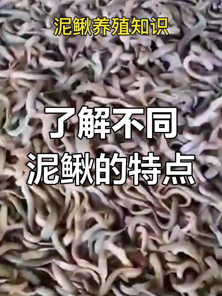 泥鳅品种与习性大揭秘:黄金丘、台湾泥鳅和土泥鳅的差异