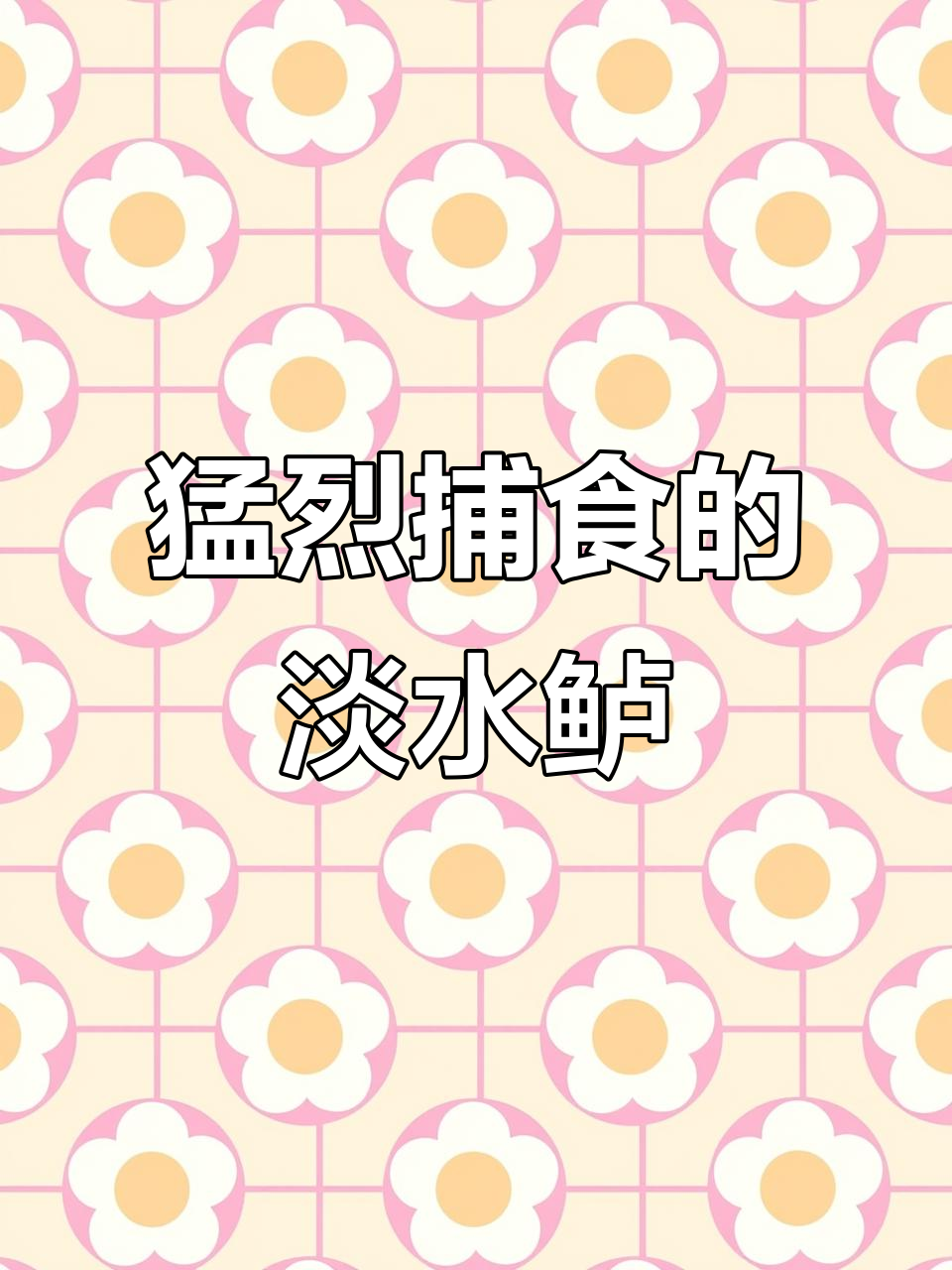 淡水鲈鱼:江河霸主,攻击力惊人