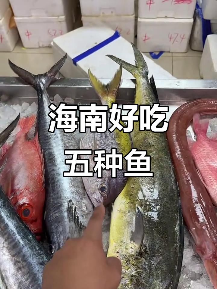 海南五大必试美味鱼:马鲛、大眼鸡与将军甲