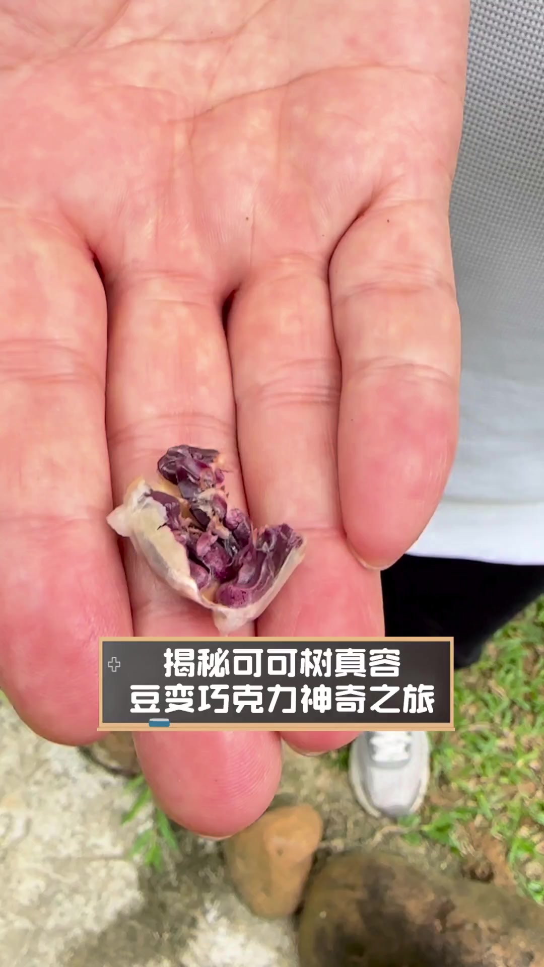 揭秘可可树真容,豆变巧克力神奇之旅