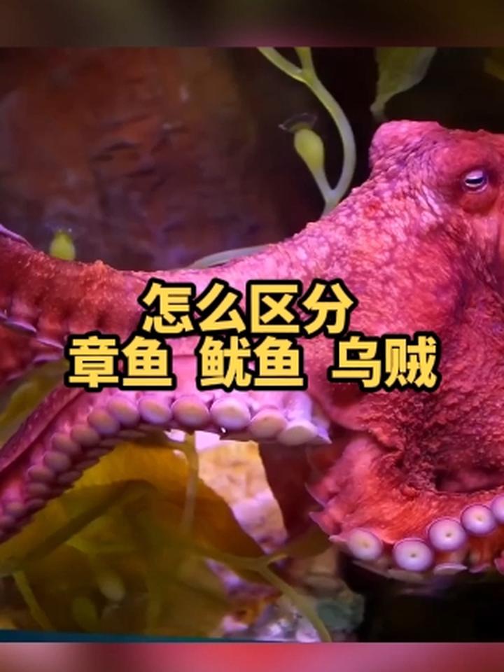 怎么区分章鱼、鱿鱼还有乌贼?北京周末去哪儿