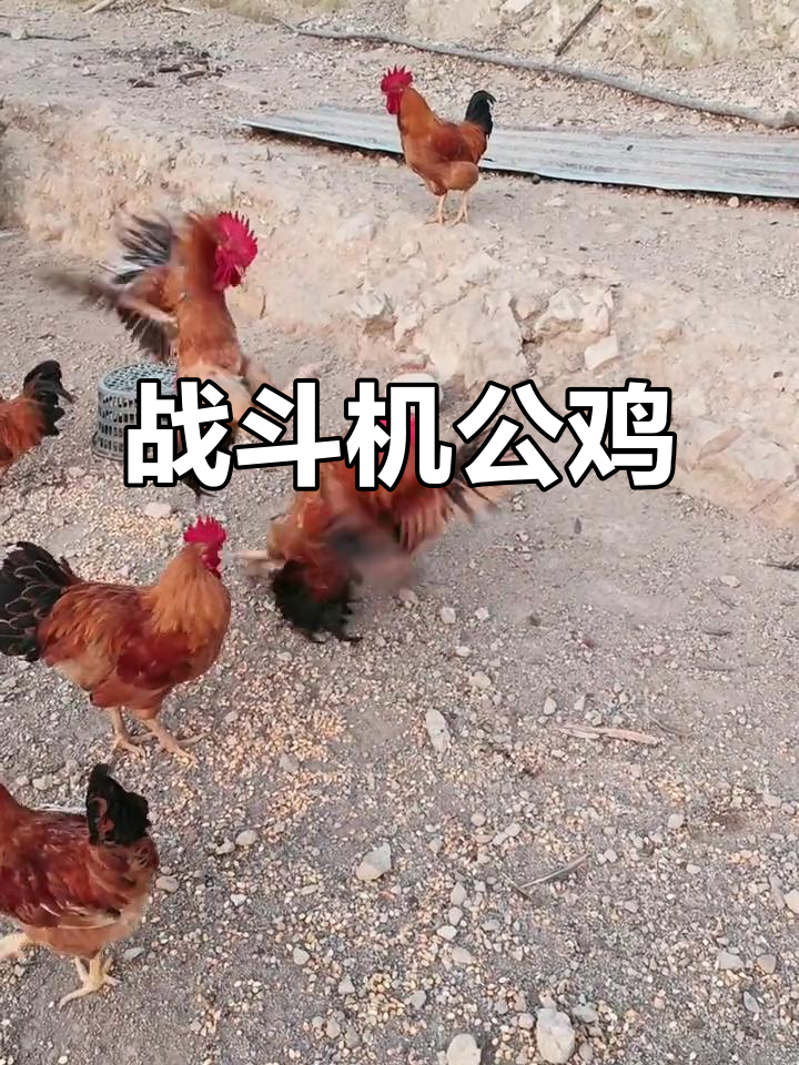 公鸡中的战斗机，速度与激情的完美结合！