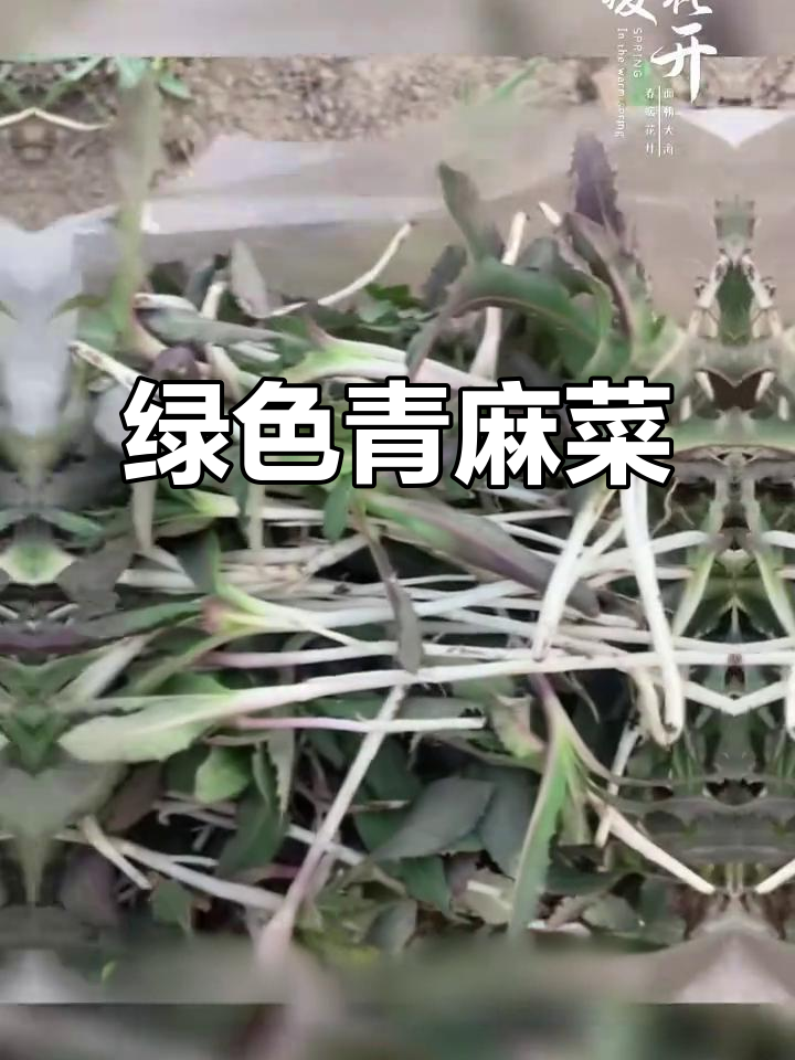 纯天然青麻菜,健康又美味