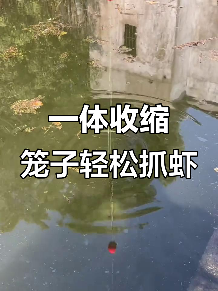 钓龙虾神器大揭秘,猪肝鸡肠诱捕效果惊人