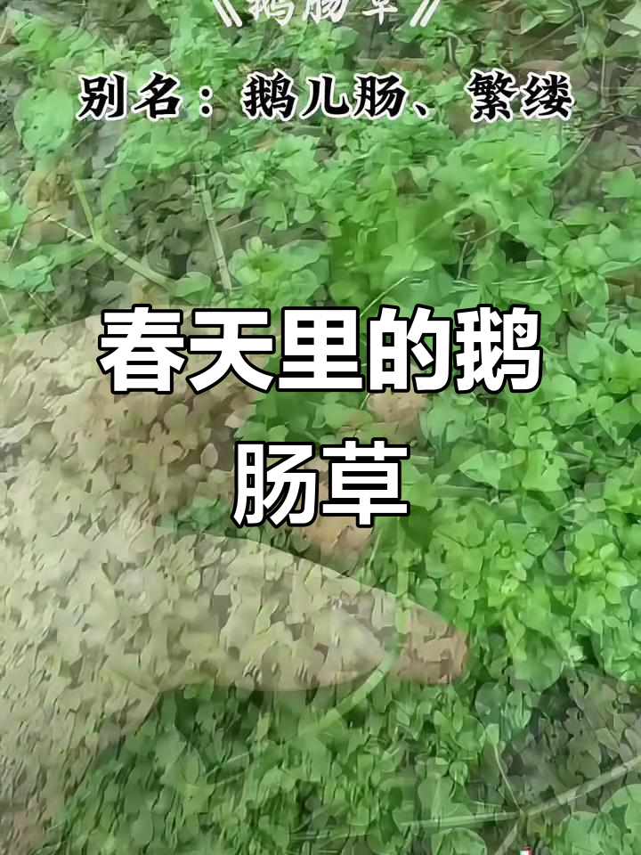鹅肠草:春天的美味与妙用,你了解吗?