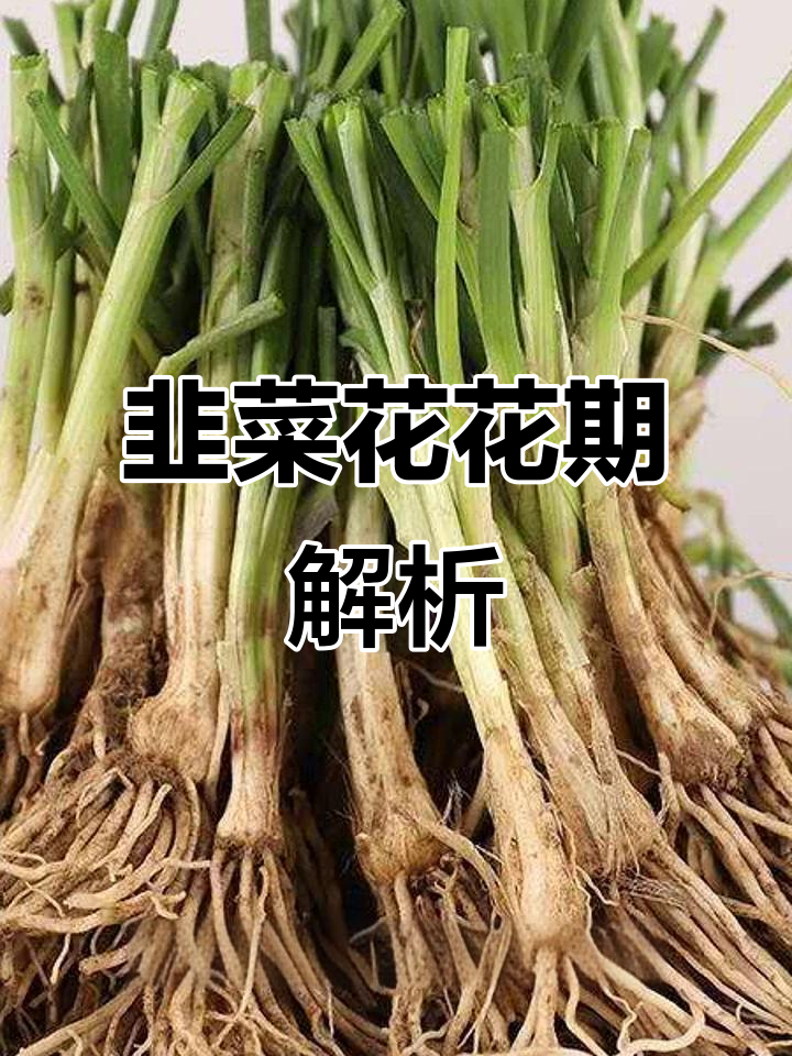 韭菜花一年能开几次?花期长达三个月,开花时间揭秘