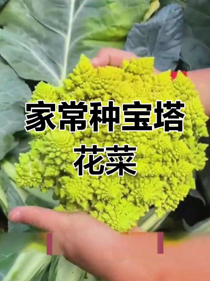 宝塔花菜,简单种植又营养丰富