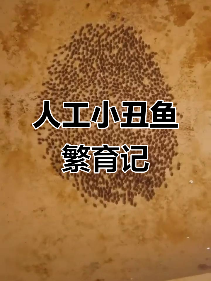 小丑鱼产卵第三天,1号公子小丑鱼的繁殖进展