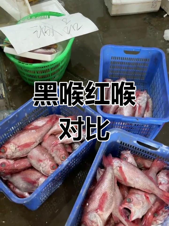 黑喉鱼与赤鯥鱼的差异解析