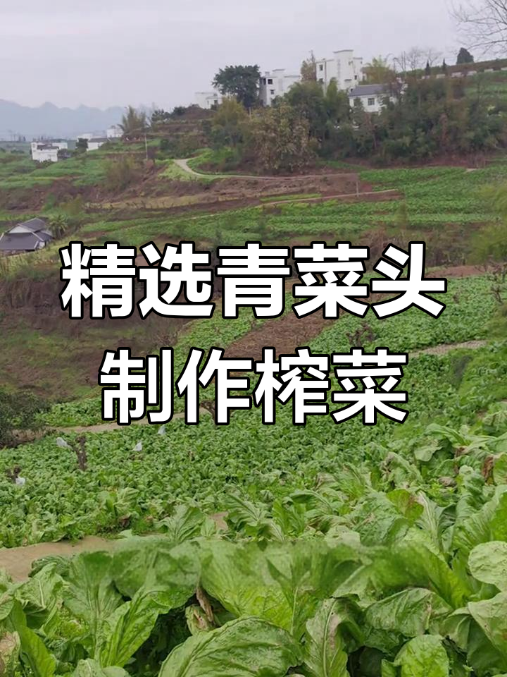 乌江榨菜的独特工艺与原料选择