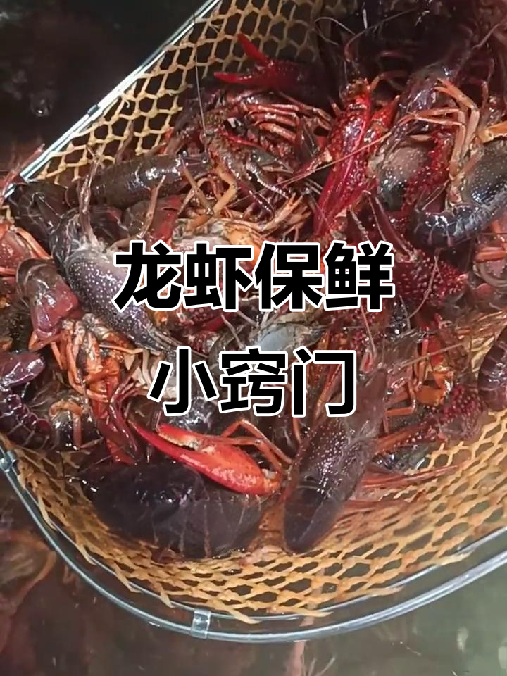 龙虾保存技巧大揭秘,如何让虾子活得更久?