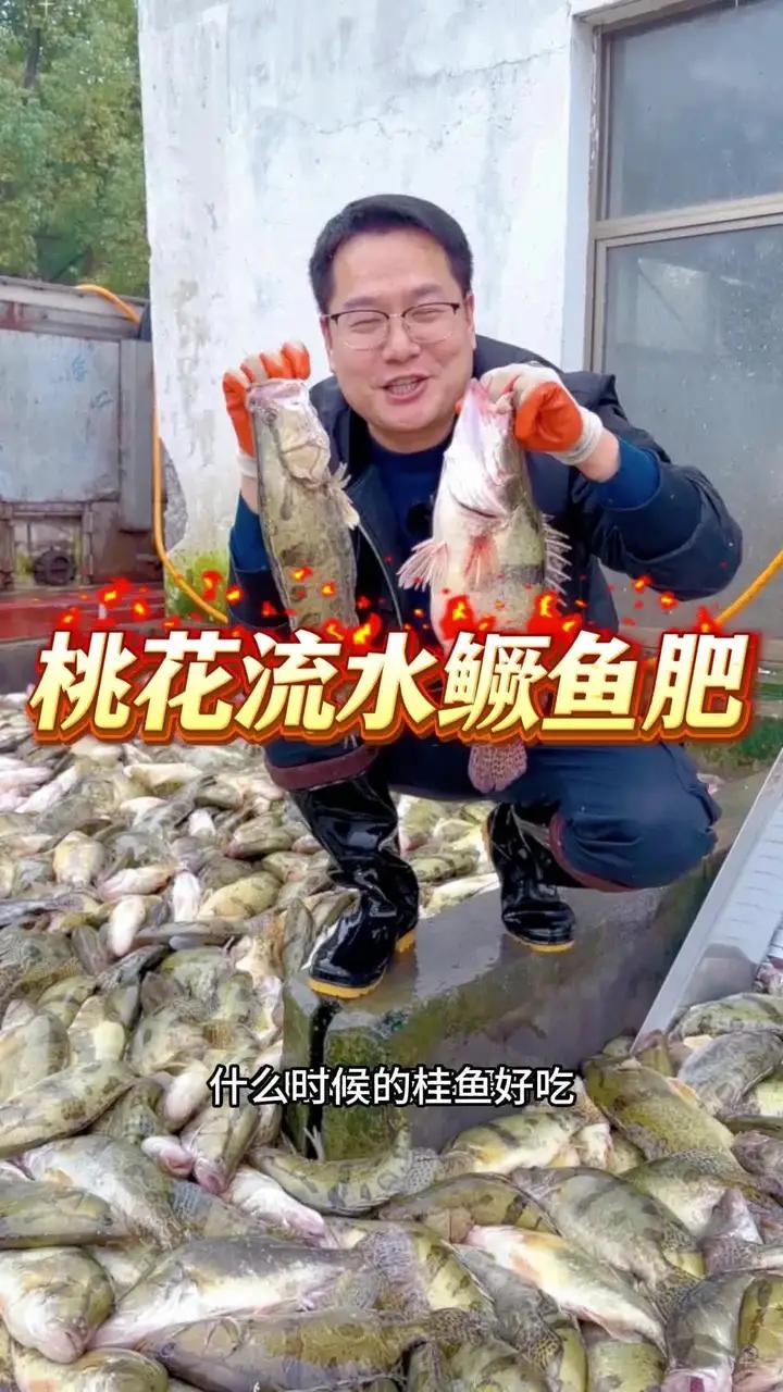 桃花流水鳜鱼肥,马上过年了,吃鳜鱼的季节到了,贵人吃鳜鱼,年年有余,富贵有余