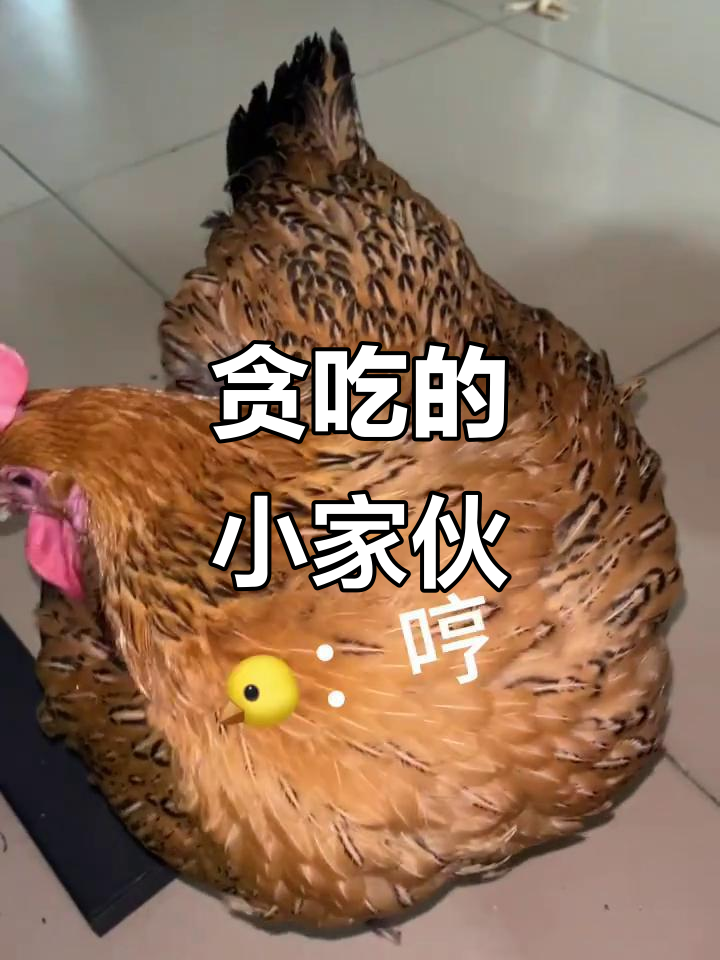 鸡宝总是忍不住尝一口，即使已经吃饱了也会来分一杯羹