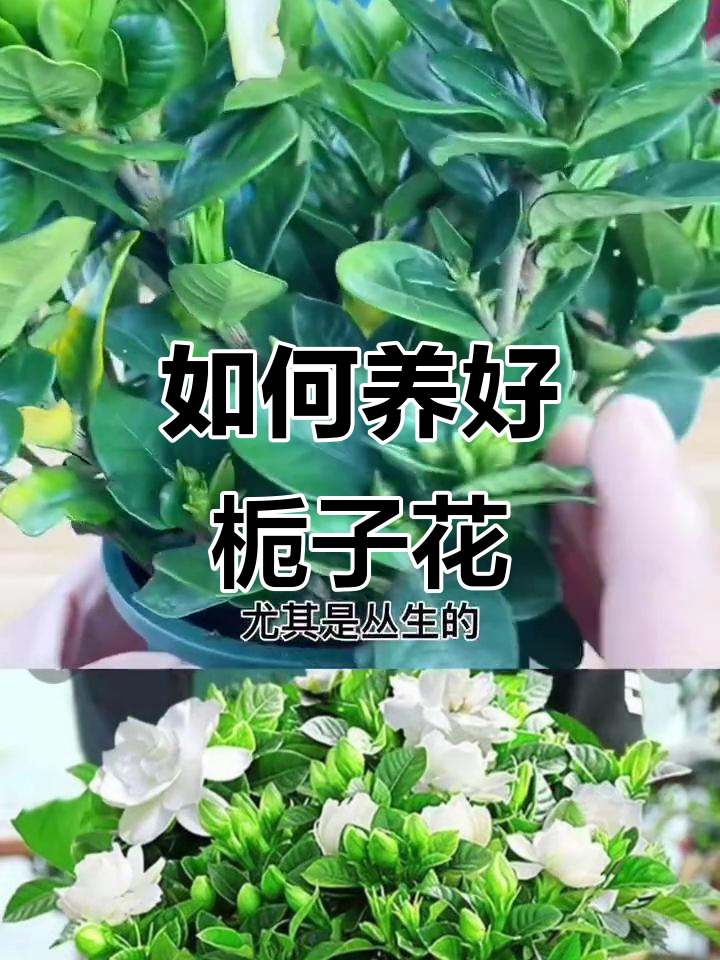栀子花盆栽养护全攻略:从换盆到四季开花