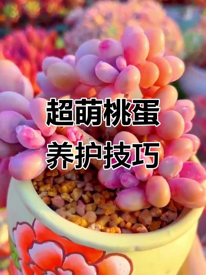 桃蛋多肉:圆润粉嫩,超可爱!养护全攻略