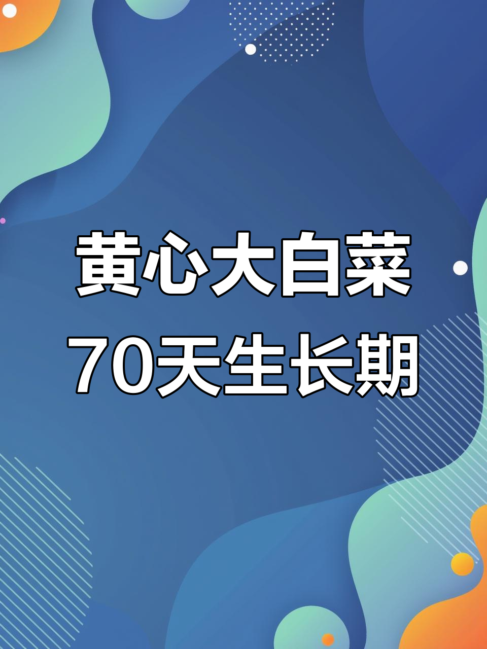 耕田五号黄心大白菜,70天快速生长,全国各地都能种