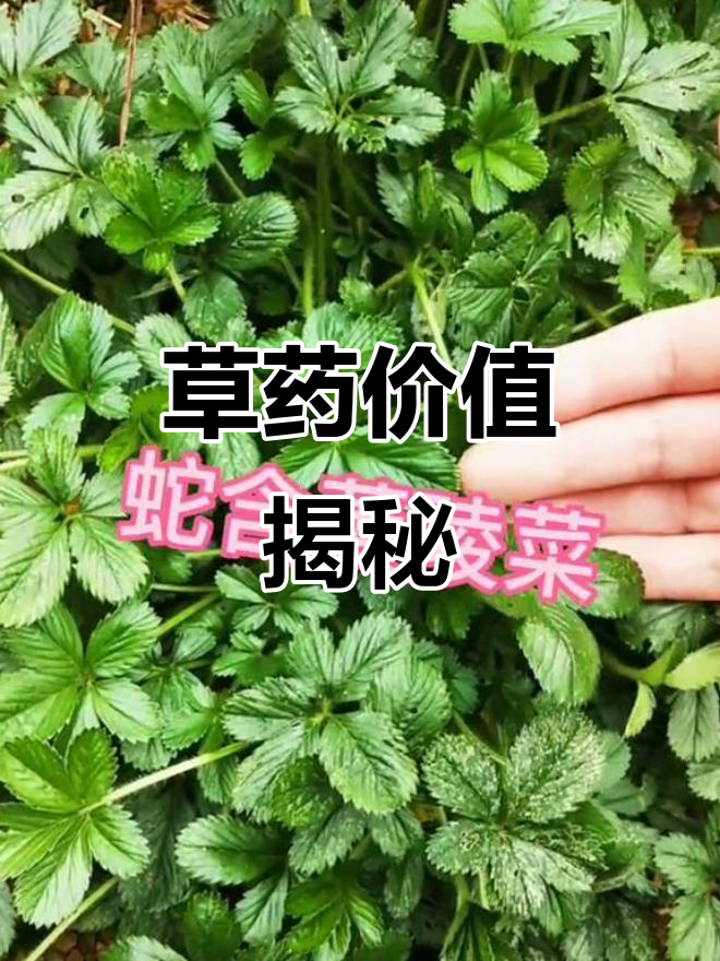 蛇含草,五皮风,草本植物的药用价值揭秘