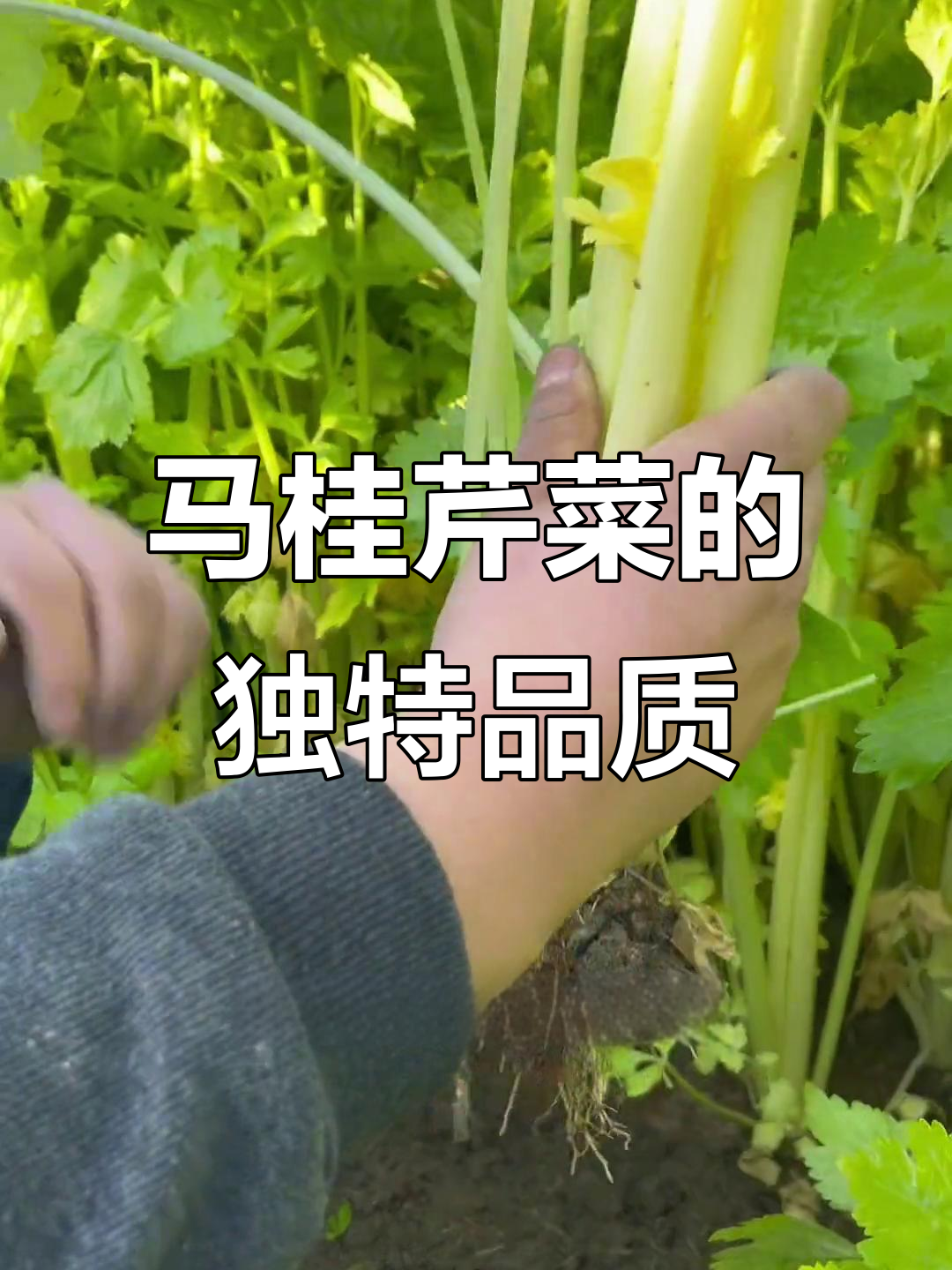 马家沟芹菜空心无筋,翠绿嫩黄新鲜上市
