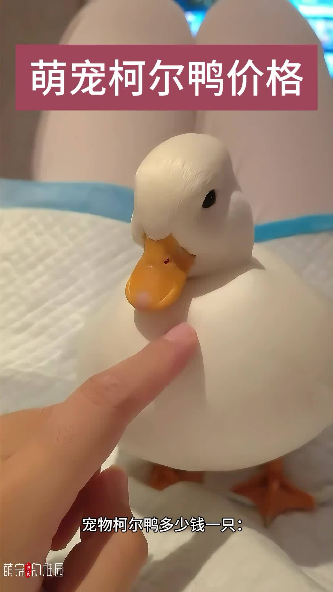 柯尔鸭多少钱一只