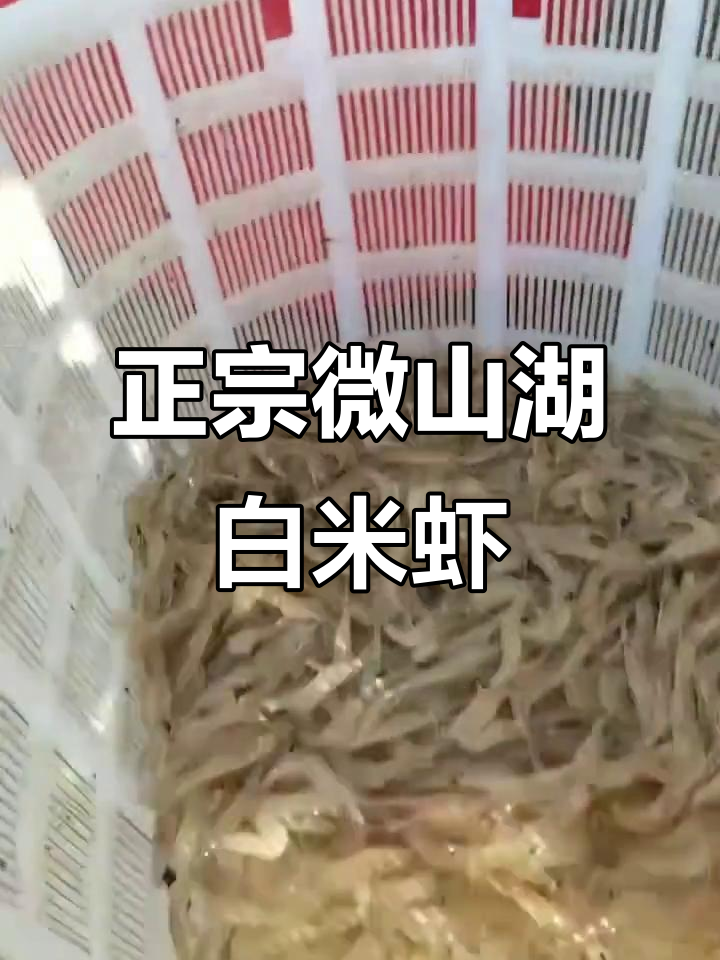 微山湖野生白米虾,鲜活大只,顺丰速冻包邮到家