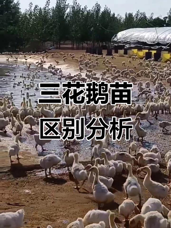 纯种一代三花鹅苗与普通品种的区别,35天看差距