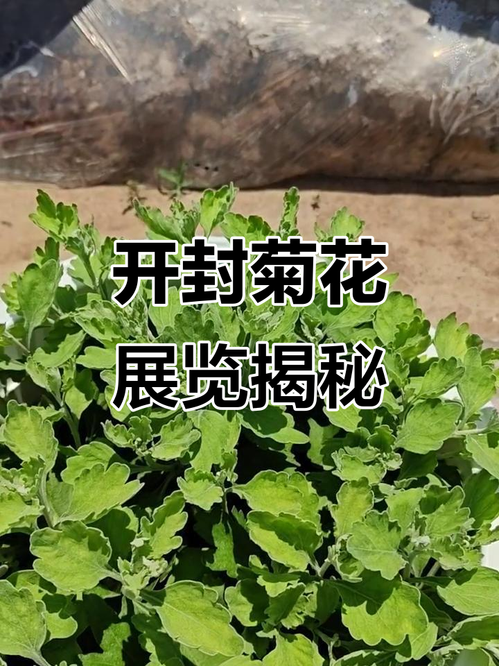 2025年7月6日:开封菊花展名花争艳与布展故事