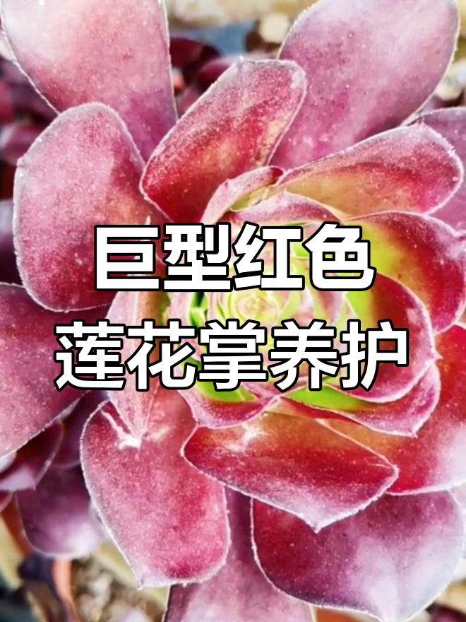 独眼巨人:大型莲花掌养护全攻略