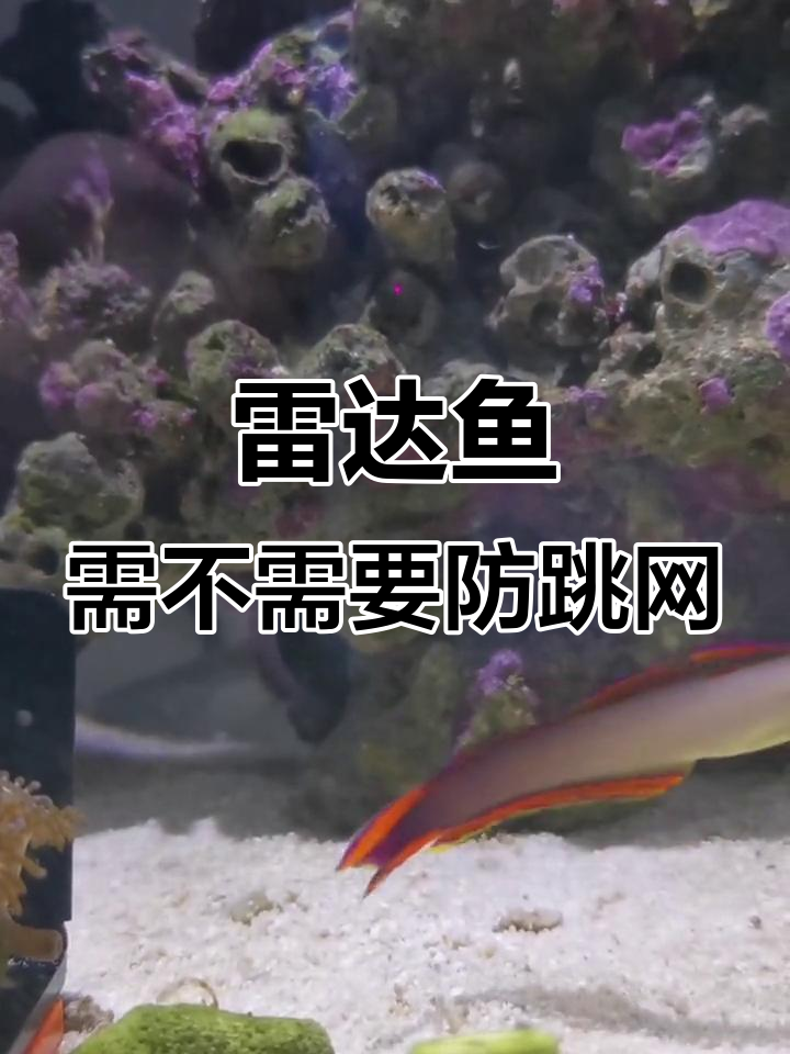 养雷达鱼必加防跳网?海星超大超丑!