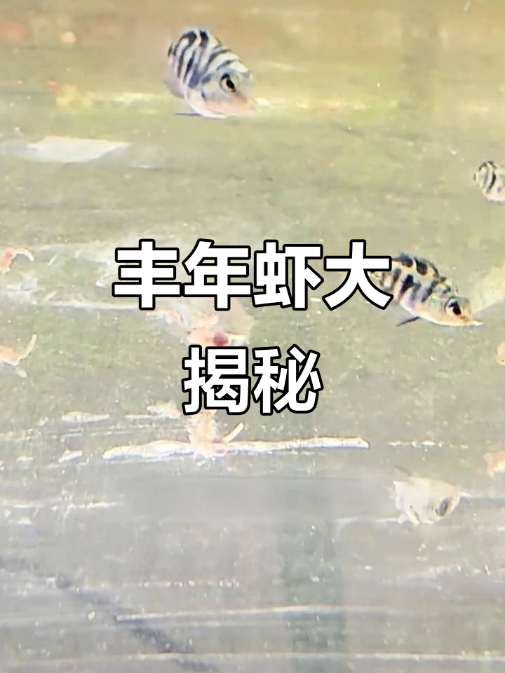 丰年虾竟然这么大，喂鱼方式超有趣