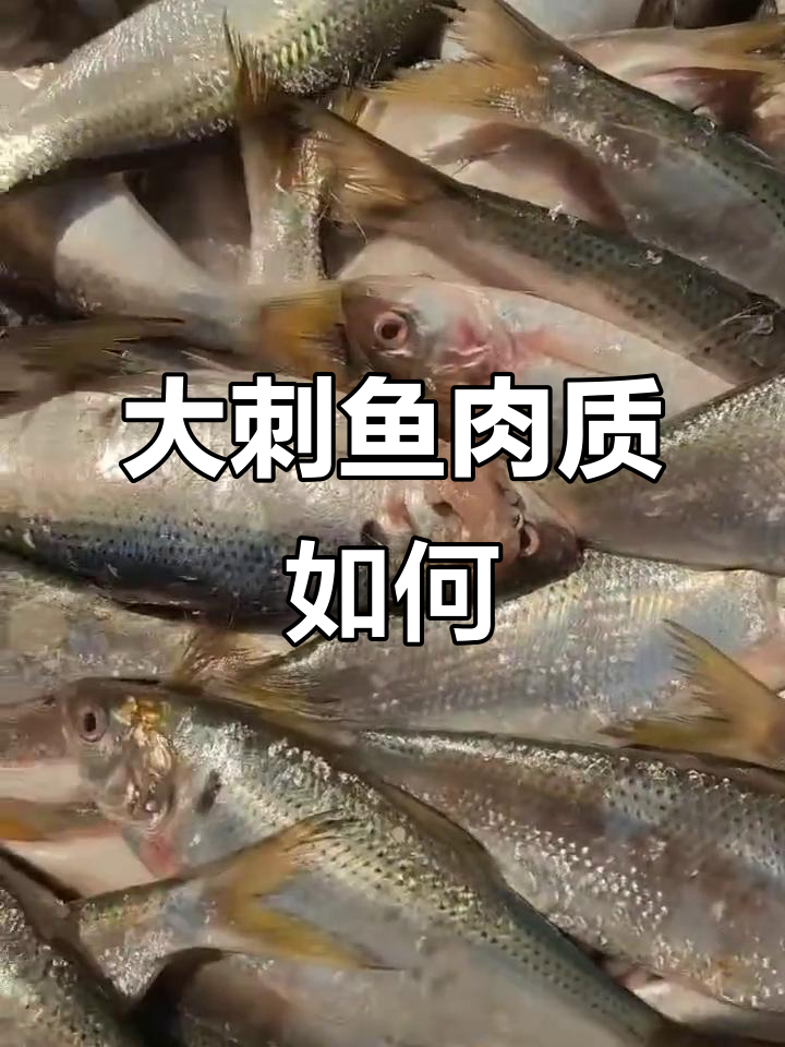 渤海湾大刺鱼，咸鲜美味等你尝