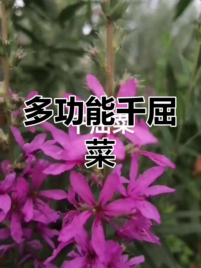 千屈菜兼具观赏与药用,清热解毒效果显著