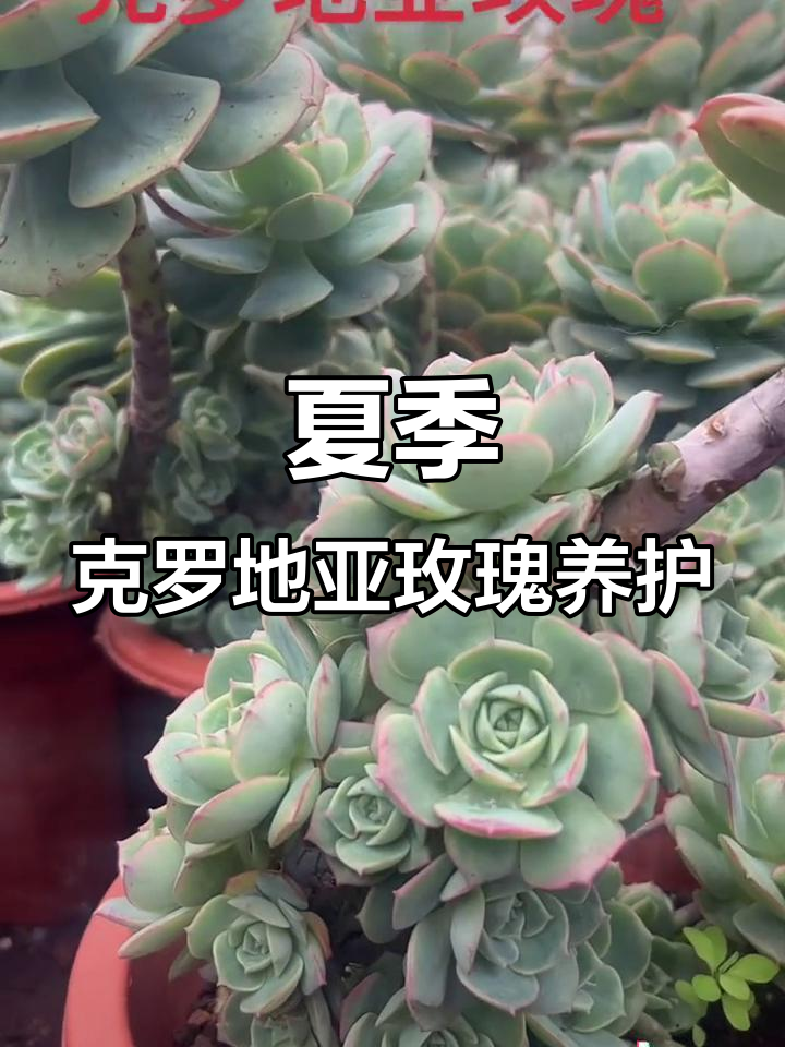 克罗地亚玫瑰夏季露养,轻松开花又好养护