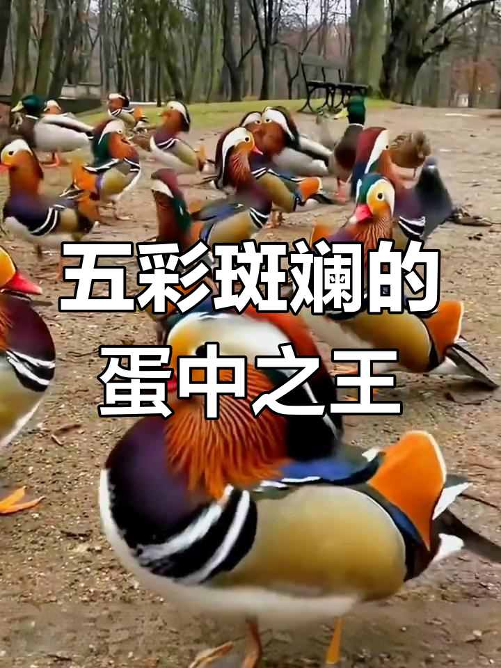 七彩鸳鸯鸭:美丽与营养并存的神奇禽类