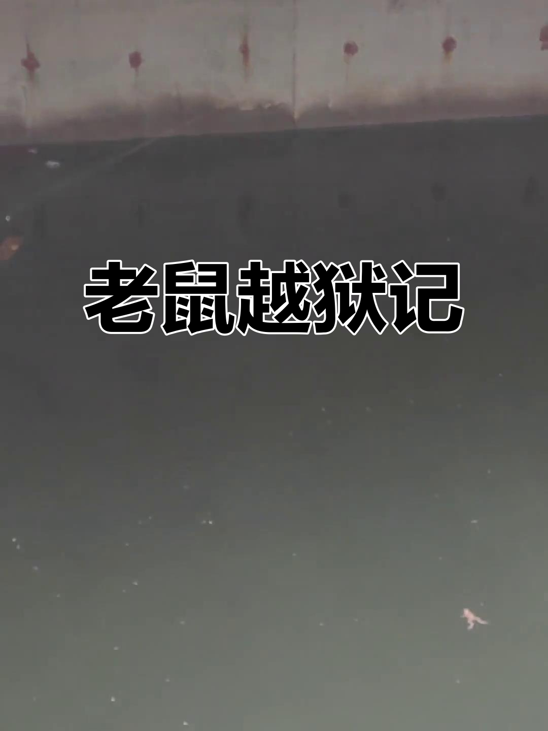 老鼠夜逃成功,田鸡成了替代品,下次放龙虾喂黑鱼