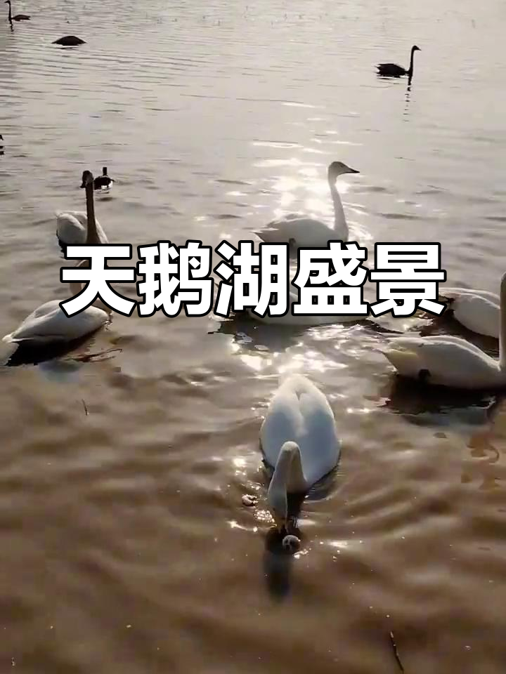 全球游客齐聚三门峡,共赏天鹅湖美景