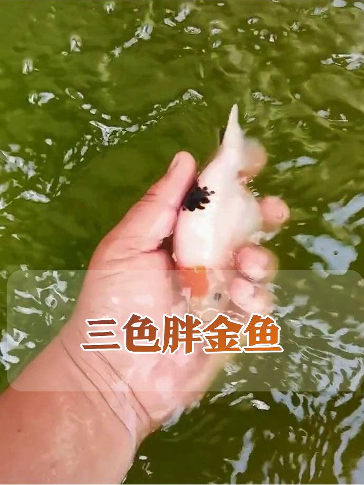 池塘抽水惊现三色胖金鱼,肚子软fufu萌化了