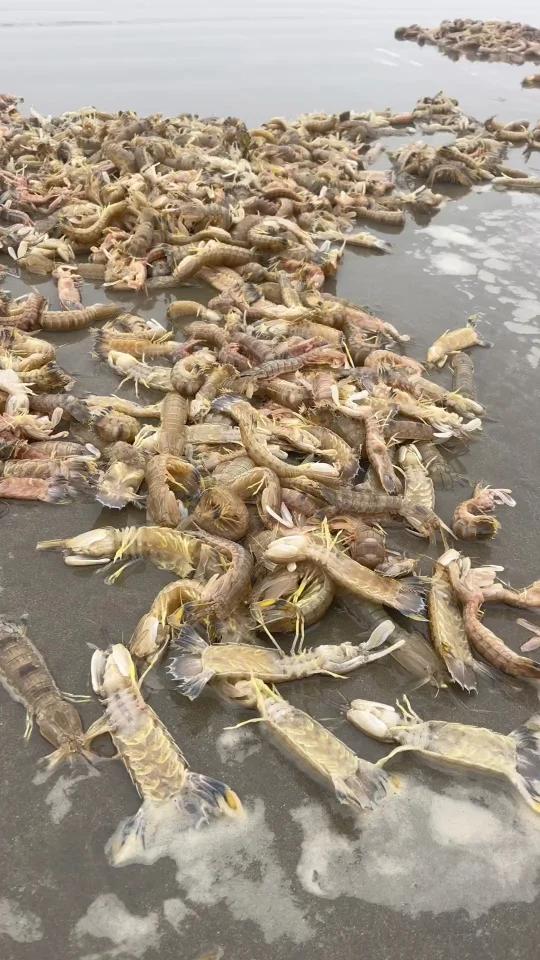 在海边一带像这种皮皮虾渔民是不要的直接放回大海,但是在市场如果你不懂皮皮虾的很容易买到水皮