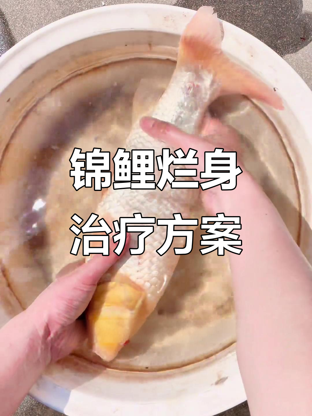 锦鲤烂身治疗全过程:内服消炎药,外敷杀菌药
