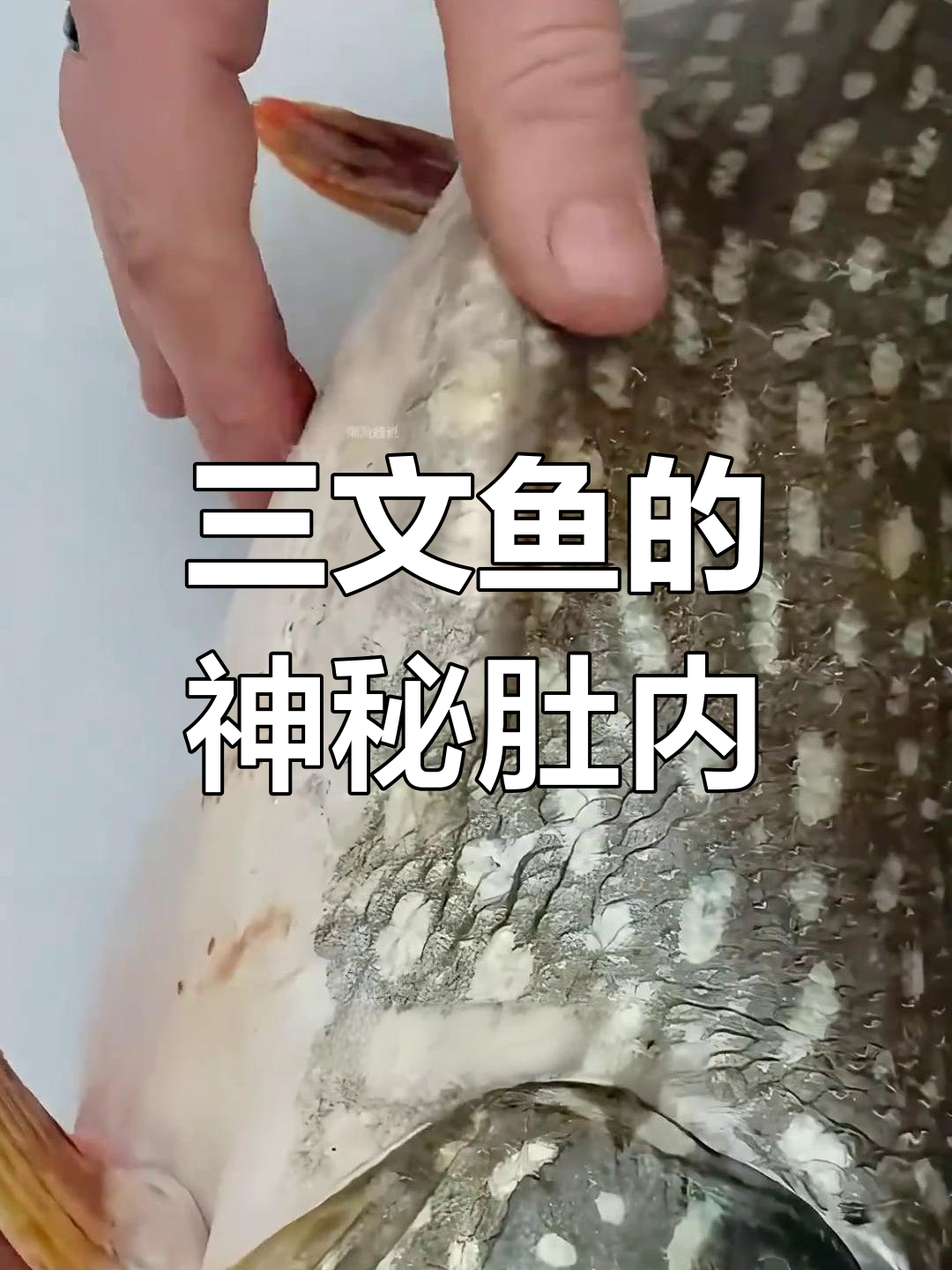 三文鱼肚子膨胀,里面竟藏着不可思议的秘密!
