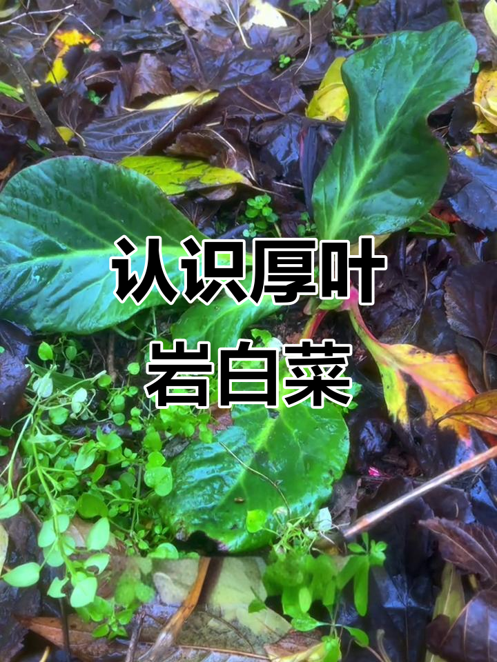 厚叶岩白菜:常见却易忽视的草本植物,了解一下?