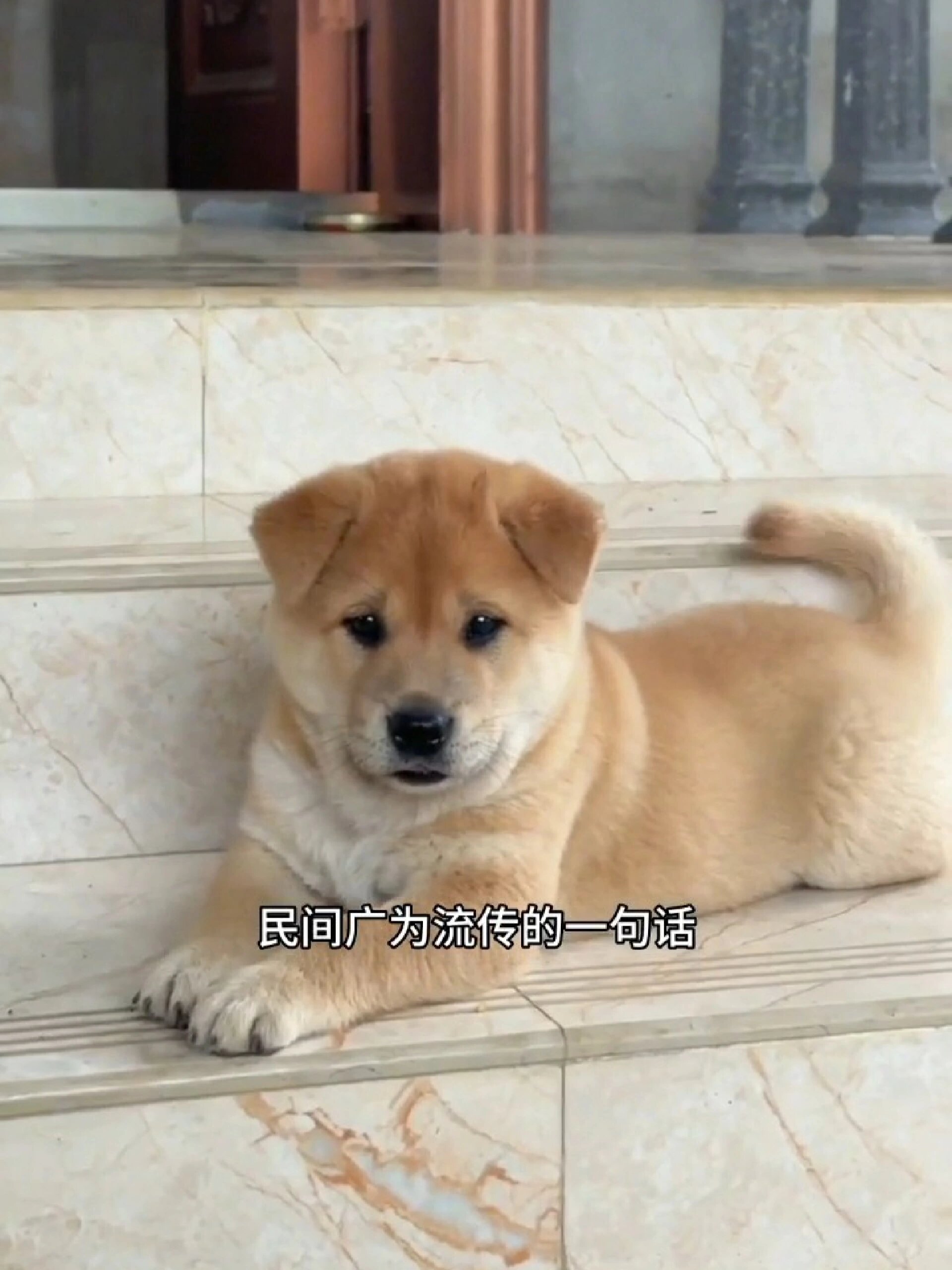 中华田园犬八大品种有你认识的吗你家里有哪一种呢