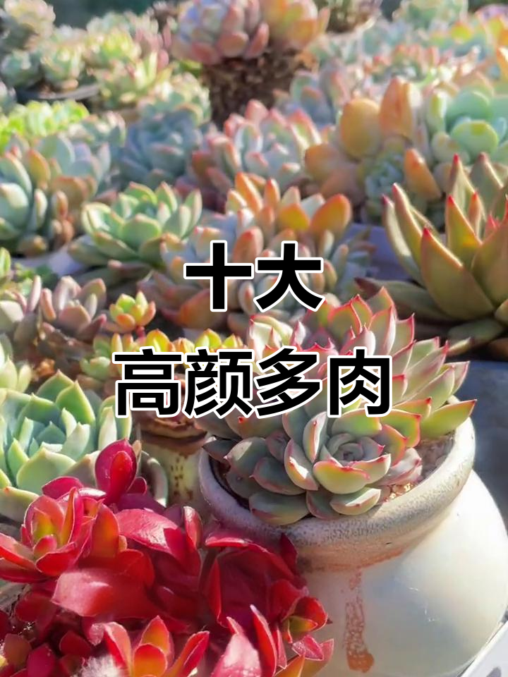 夏季颜值爆表!十款最耐养的多肉品种推荐